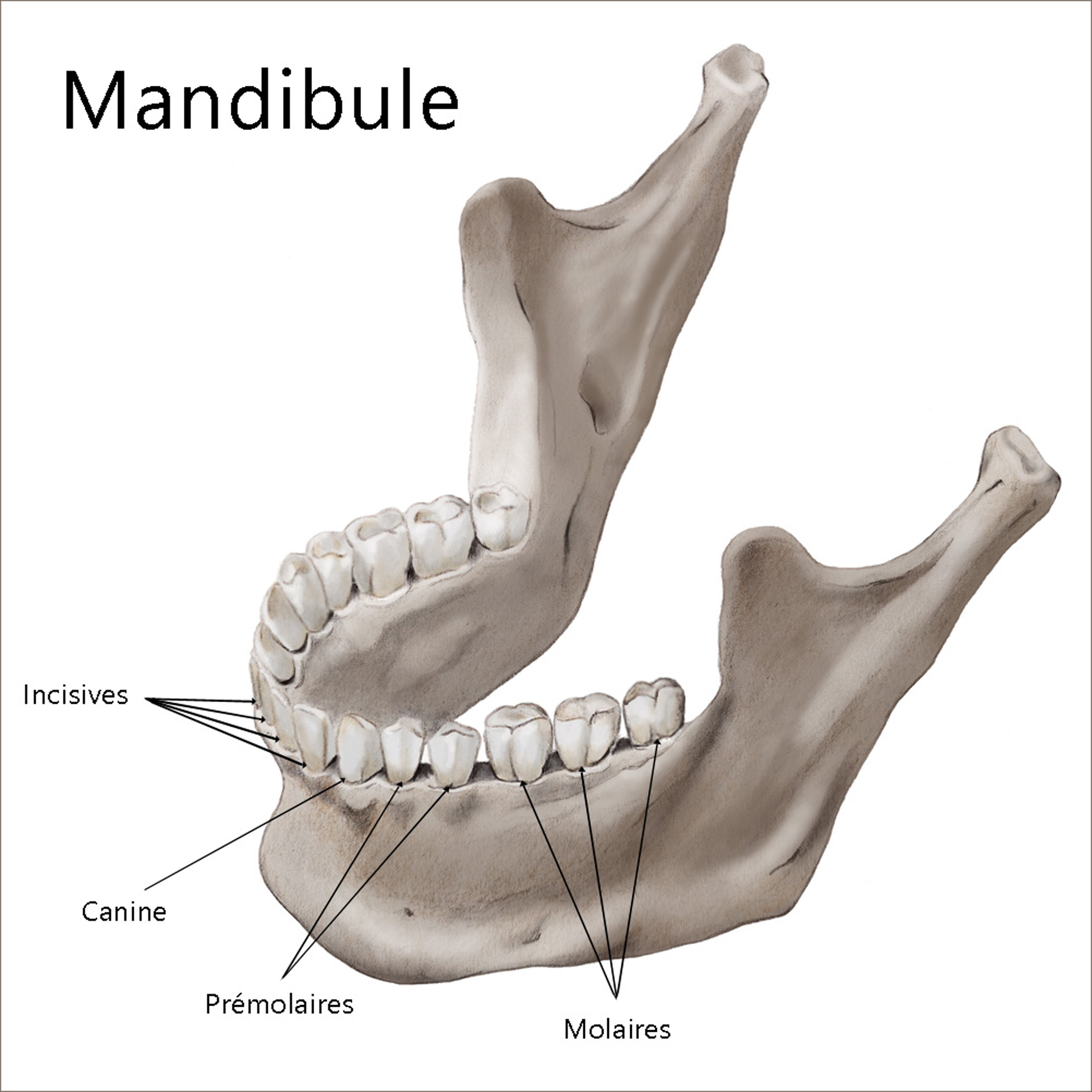 Illustrations contemporaines & variées – illustration d’une mandibule pour une revue médicale