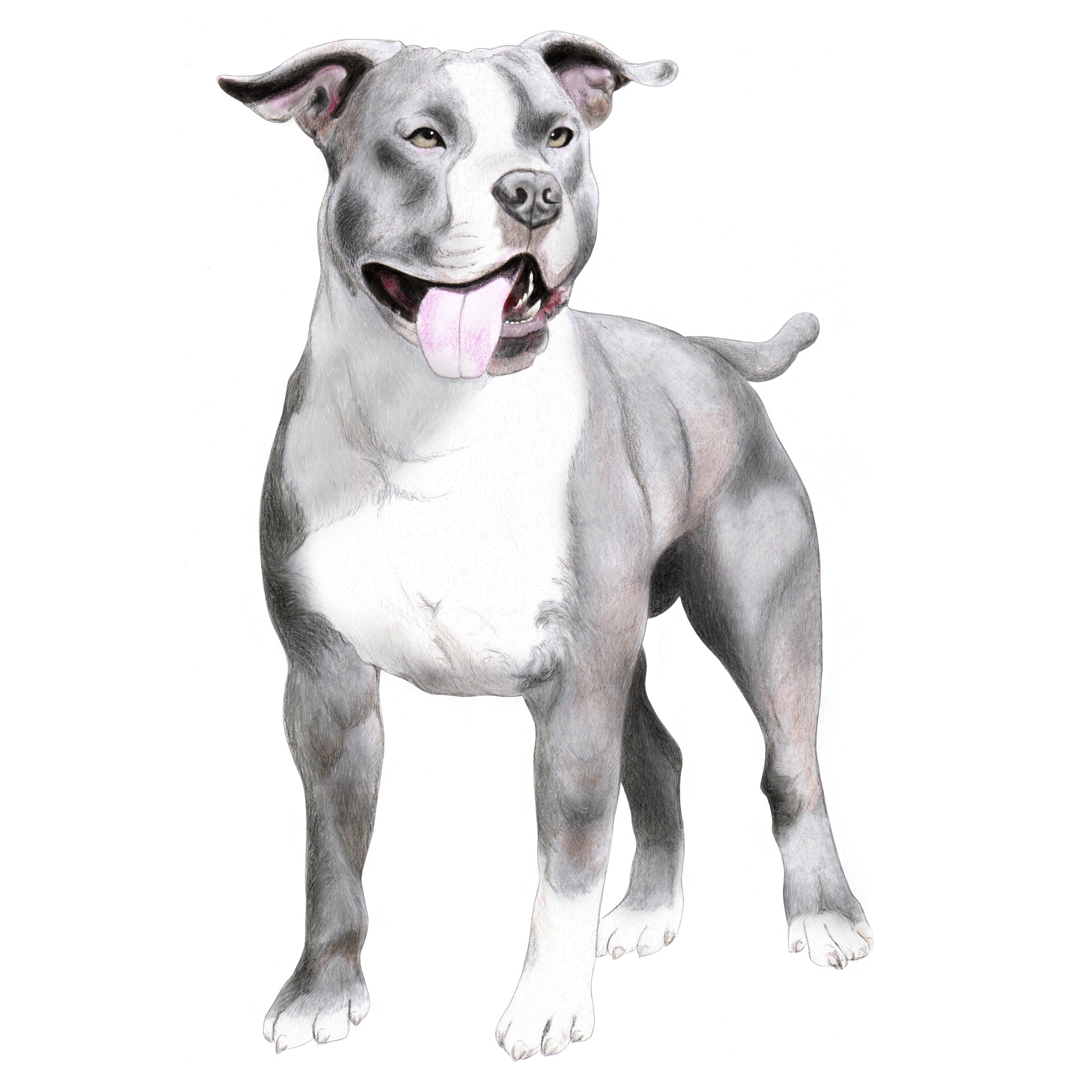 Illustrations animaux & nature – portrait d’un American Staffordshire gris aux feutres à alcool, crayon et numérique