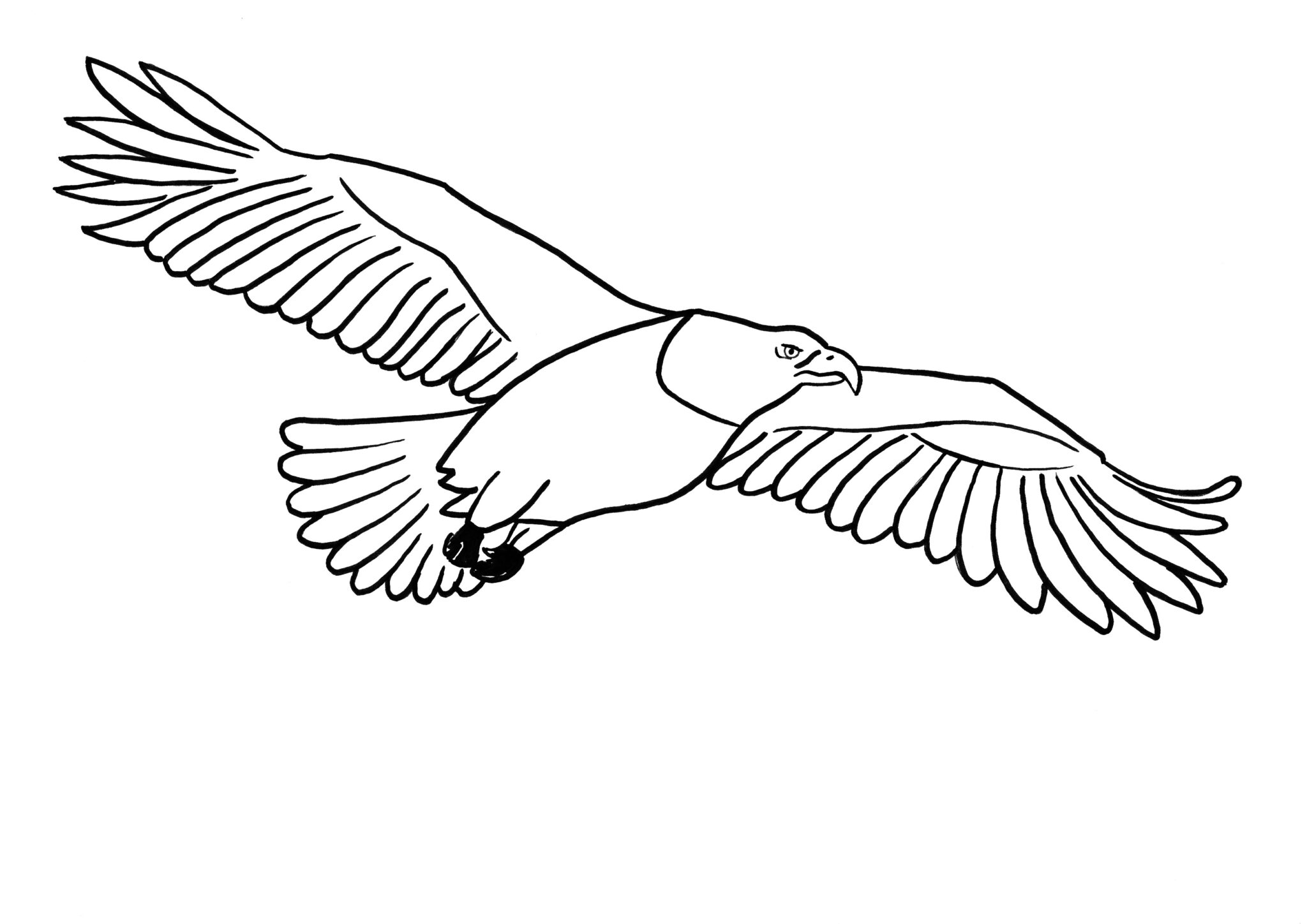 Illustrations animaux & nature – dessin simplifié d’un aigle réalisé au feutre