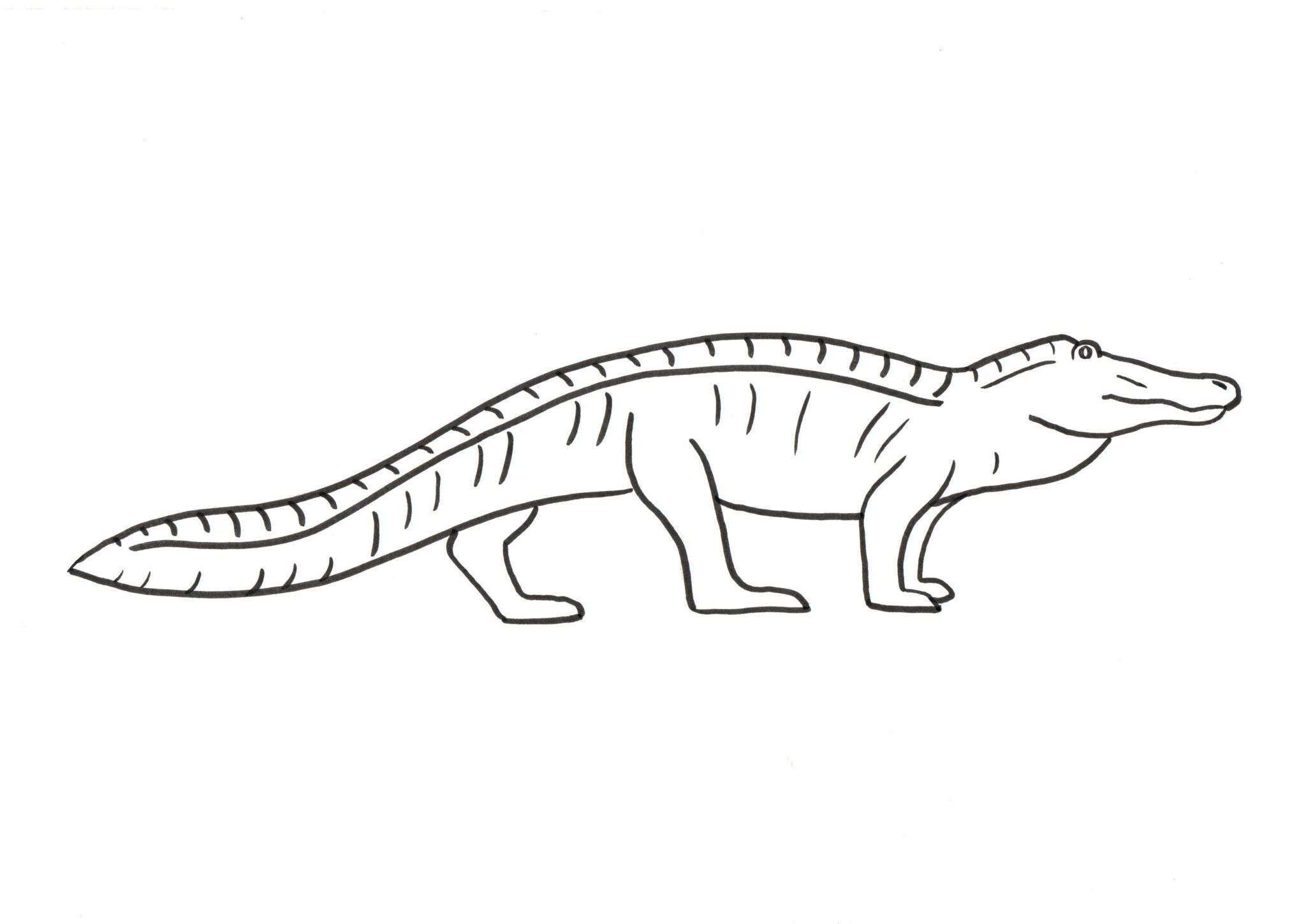 Illustrations animaux & nature – dessin simplifié d’un crocodile réalisé au feutre