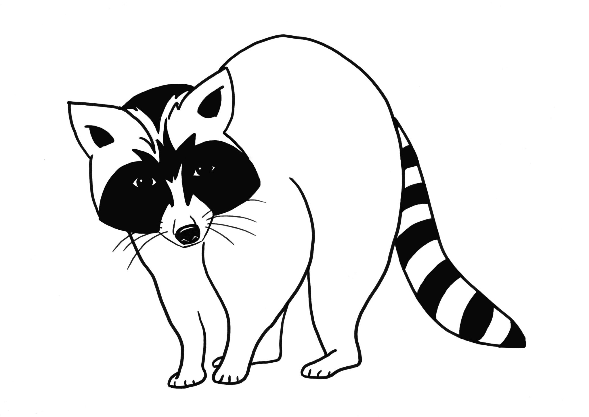 Illustrations animaux & nature – dessin simplifié d’un raton laveur réalisé au feutre
