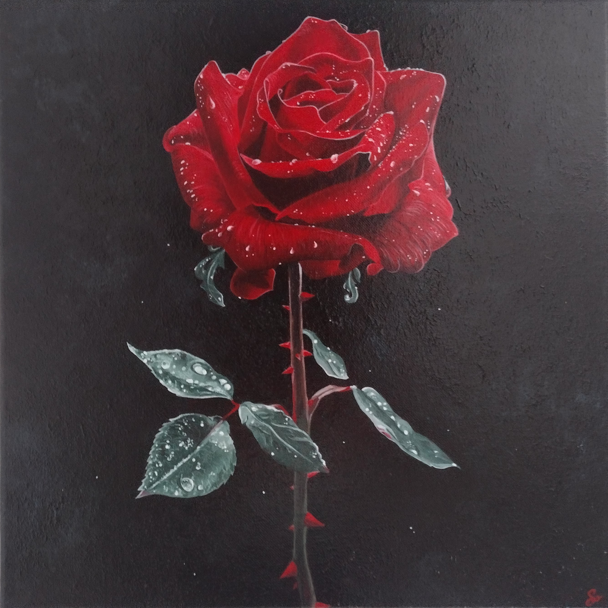Peintures animaux & nature - Rose rouge fond noir