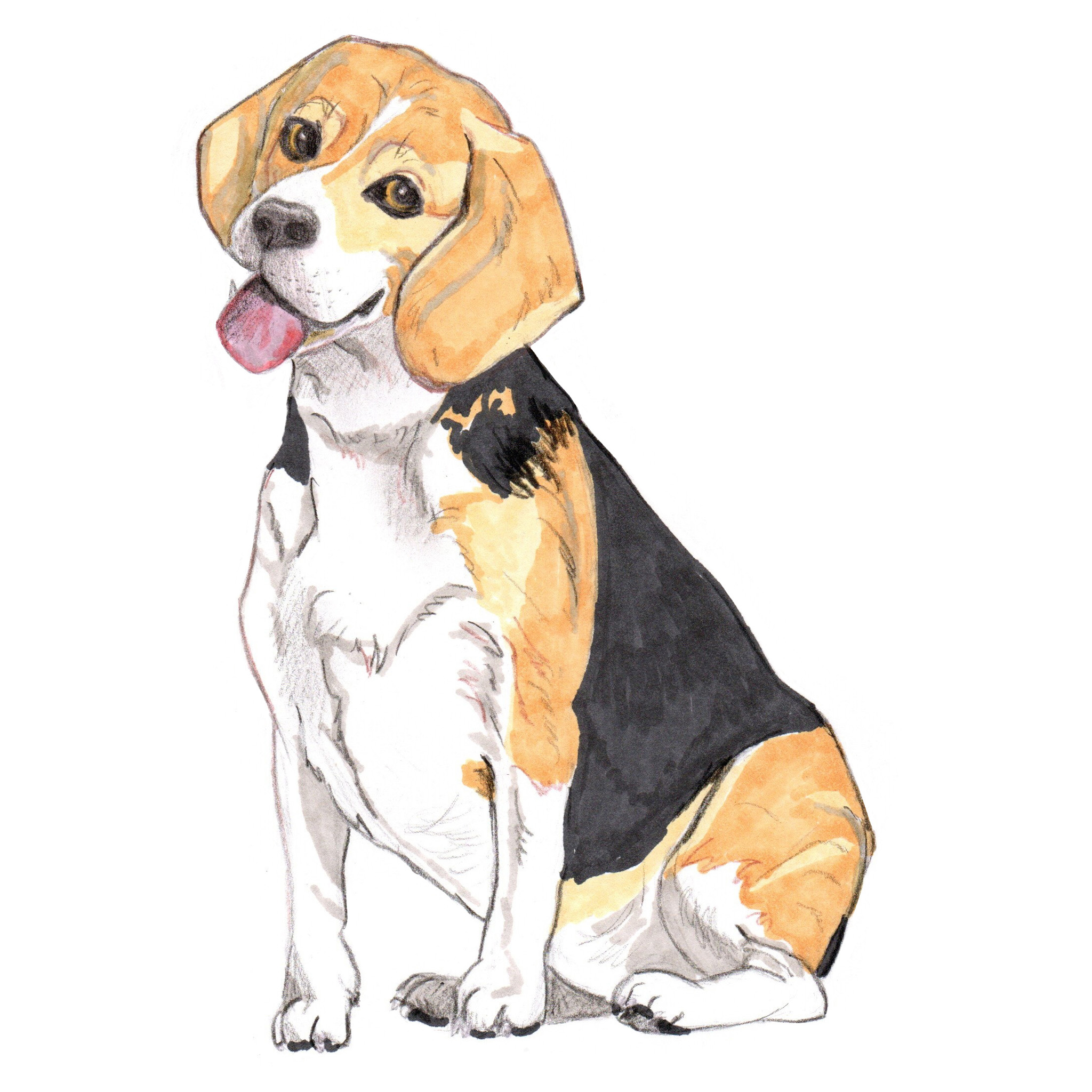 Dessin de chien portraits d'après photo familiers