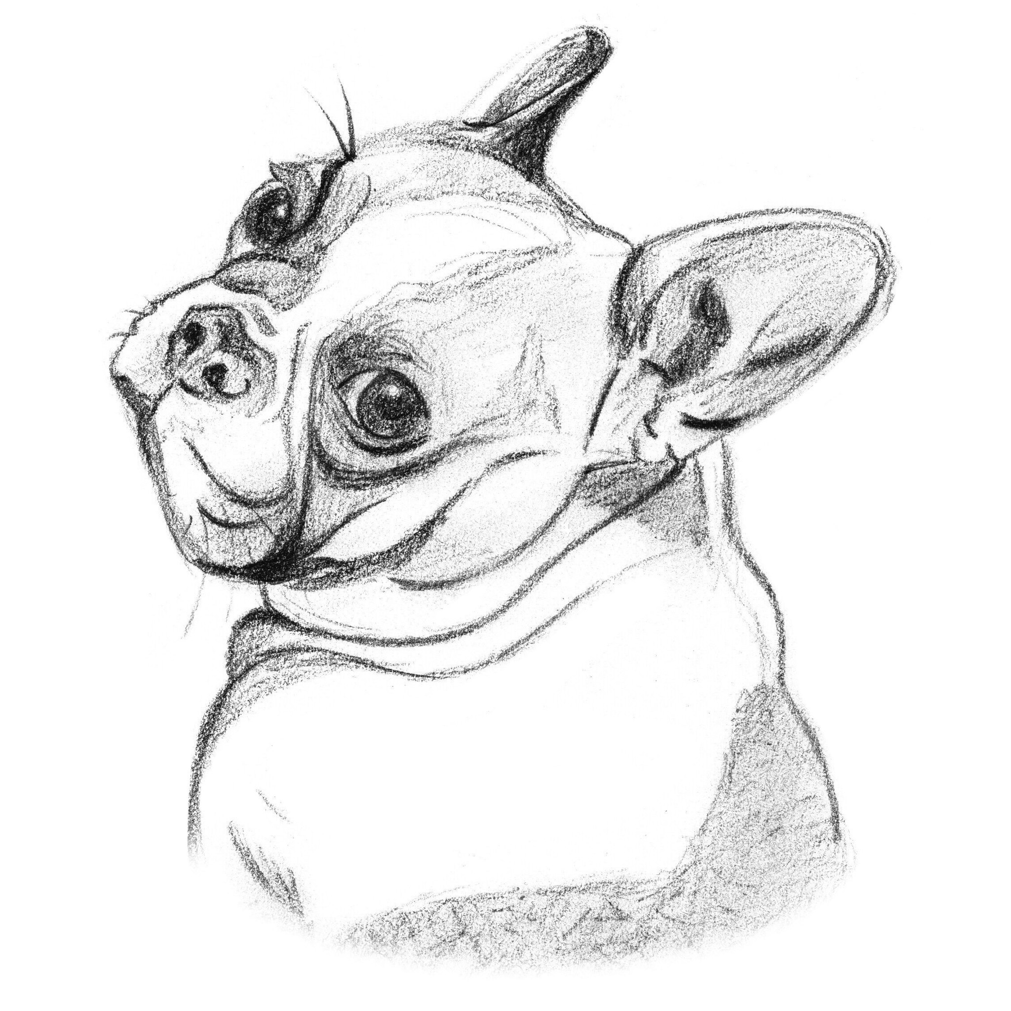 Dessin de chien portraits d'après photo familiers