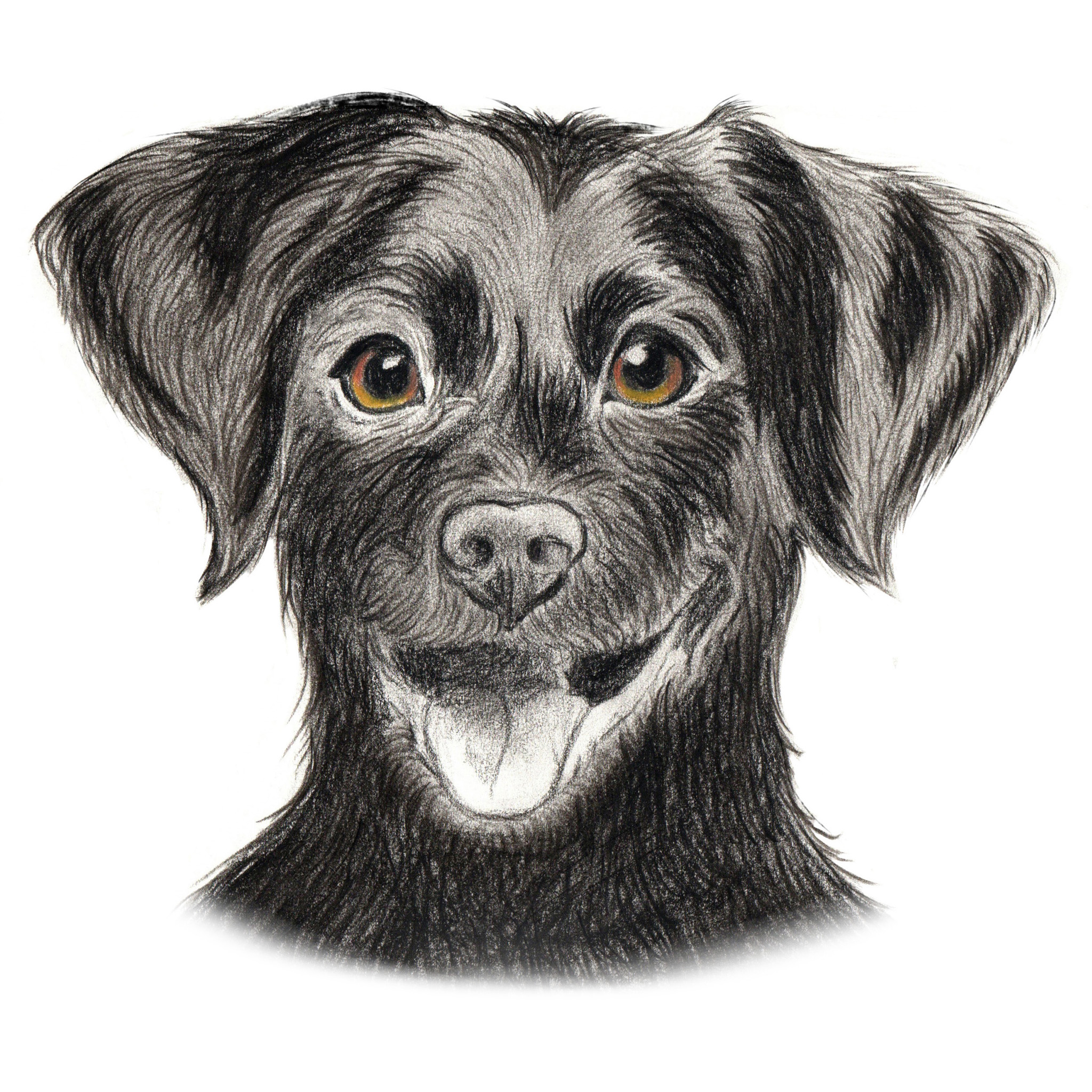 Dessin de chien portraits d'après photo familiers