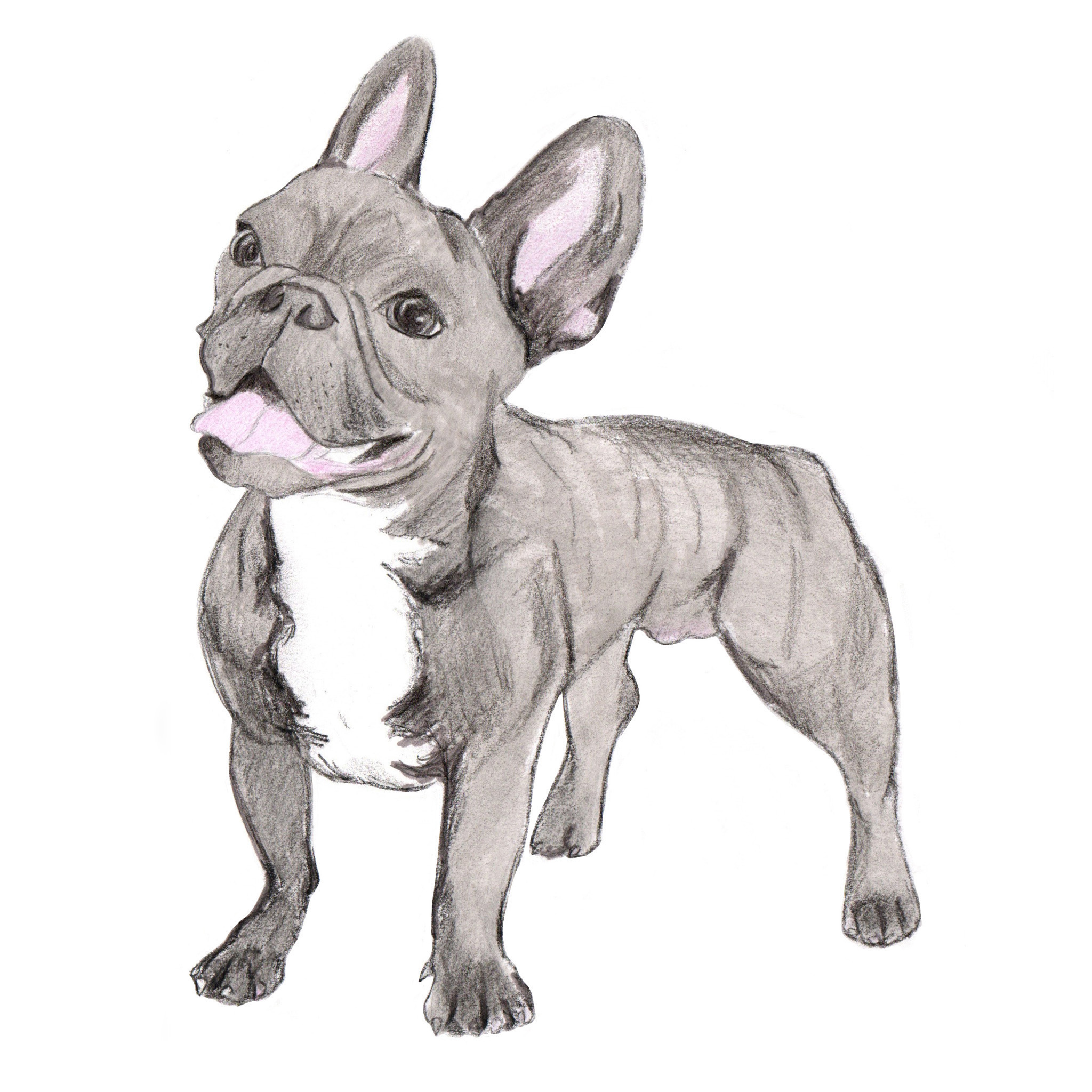 Dessin de chien portraits d'après photo familiers